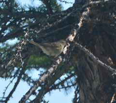 Phylloscopus plumbeitarsus