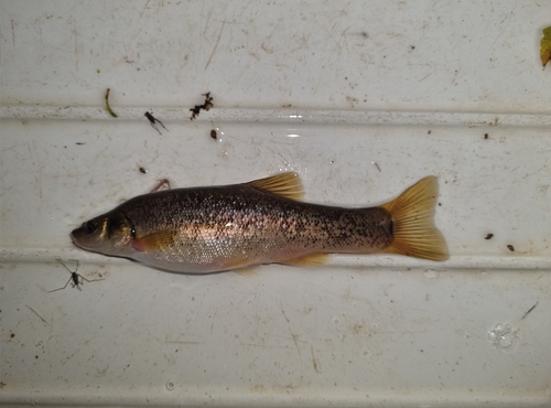 Chinese Minnow