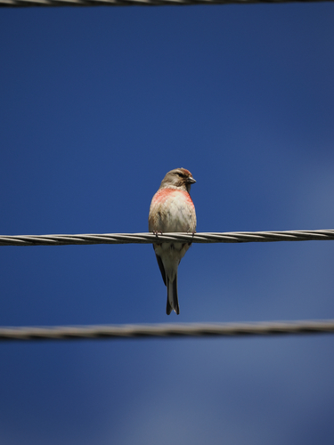 Eurasian Linnet