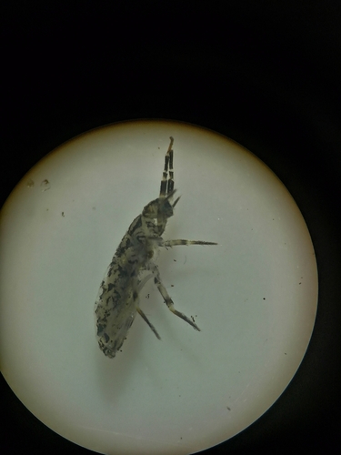 Shaggy Springtail