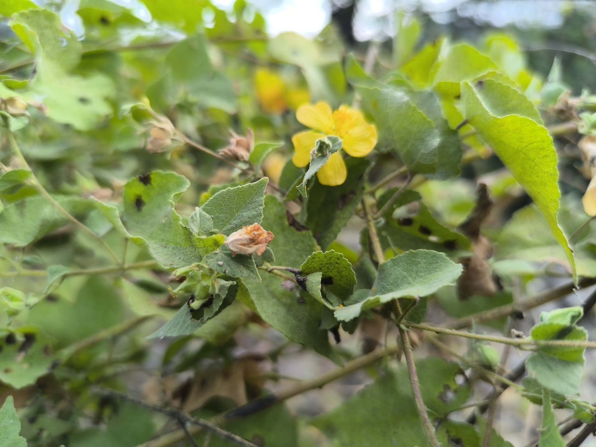 Abutilon bivalve (Cav.) Dorr
