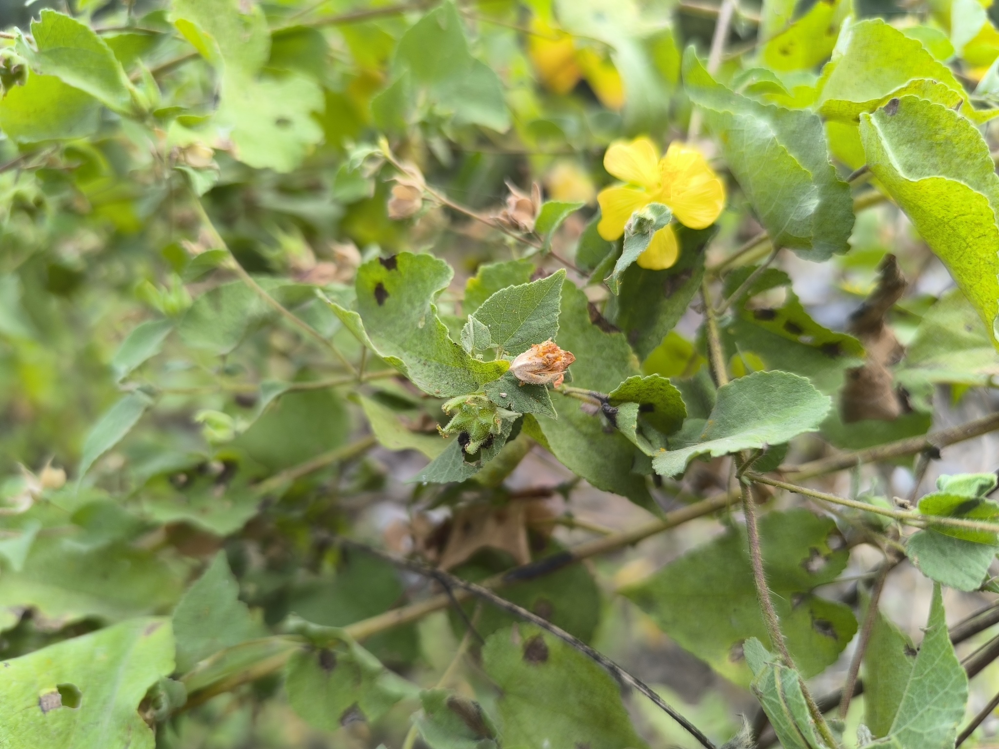 Abutilon bivalve (Cav.) Dorr 2