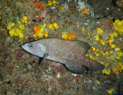 Rypticus saponaceus