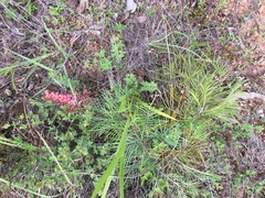 Grevillea dryandri