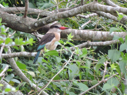 iNaturalist image