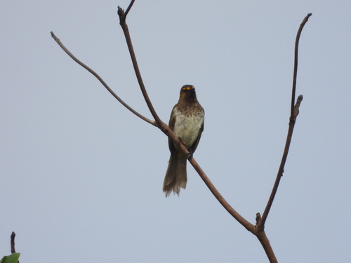 Orange-spotted Bulbul (Pycnonotus bimaculatus), photo 2