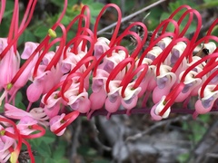 Grevillea dryandri