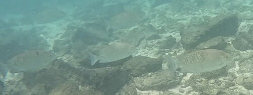 Siganus vermiculatus observed 2026-05-14