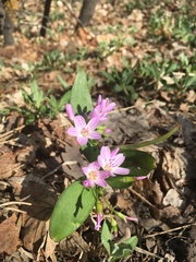 Claytonia lanceolata