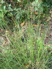 Fimbristylis castanea