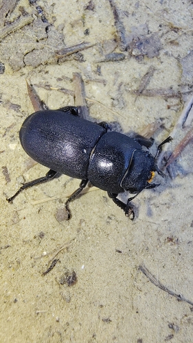 Lesser Stag Beetle