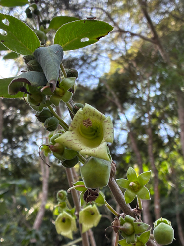 Paliavana prasinata
