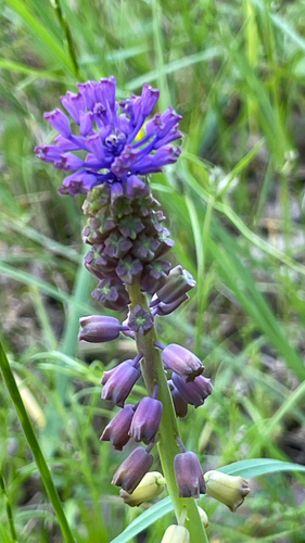 Muscari comosum