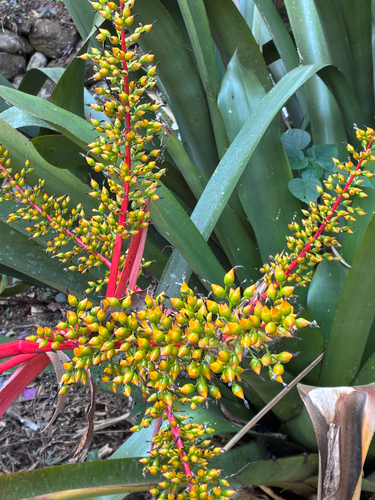 Aechmea ramosa