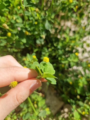 Black Medick