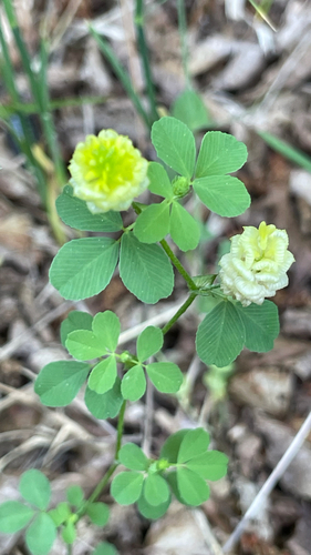 Trifolium campestre
