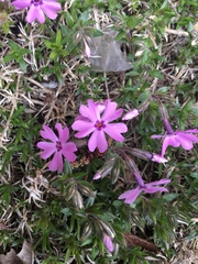 Phlox subulata