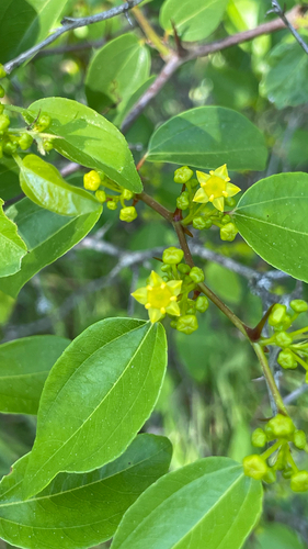 Paliurus spina-christi
