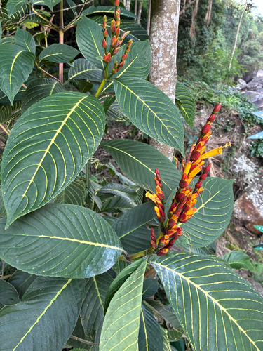 Sanchezia