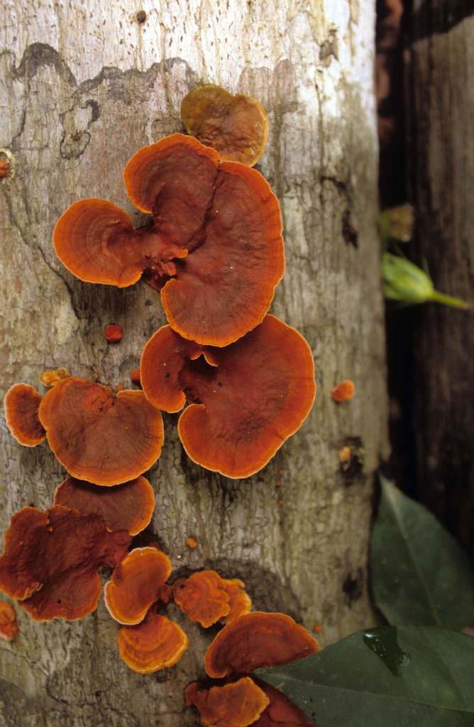 Trametes sanguinea · January 1989 · photo: © desertnaturalist (iNaturalist, cc-by-nc)