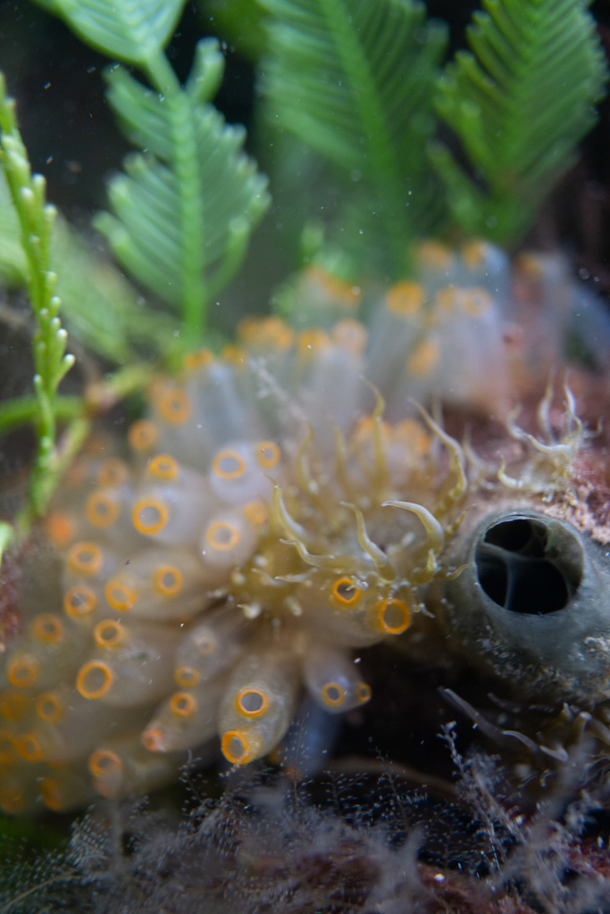 Mangrove Tunicate