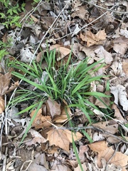Oryzopsis asperifolia