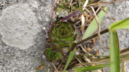 Orostachys fimbriata