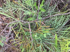 Grevillea dryandri