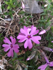 Phlox subulata
