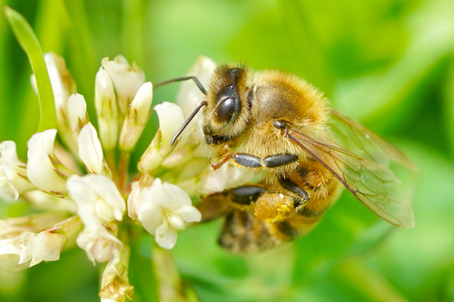 International Day for Biodiversity: Project Results