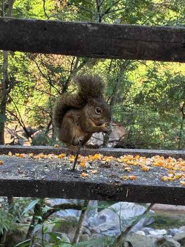 Ingram's Squirrel