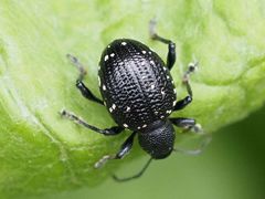 Otiorhynchus gemmatus