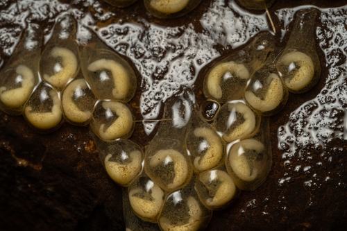 Southern Two-lined Salamander