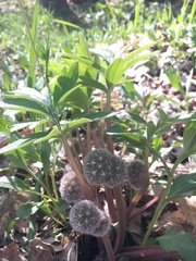 Hydrophyllum capitatum