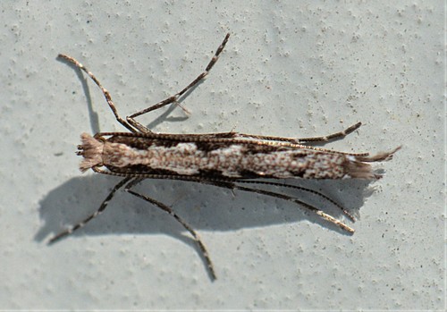 Willow Leaf Blotch Miner Moth