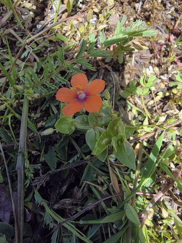 scarlet pimpernel