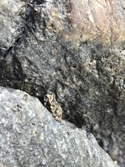 Rhinella horribilis