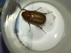 Amphimallon solstitiale