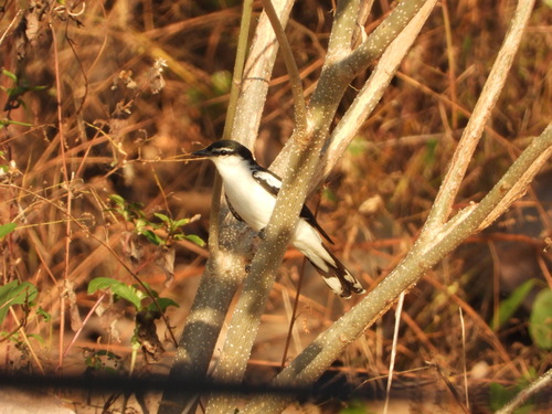 White-shouldered Triller (Lalage sueurii), photo 10
