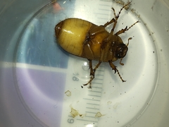 Amphimallon solstitiale