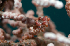 Pygmy Seahorse