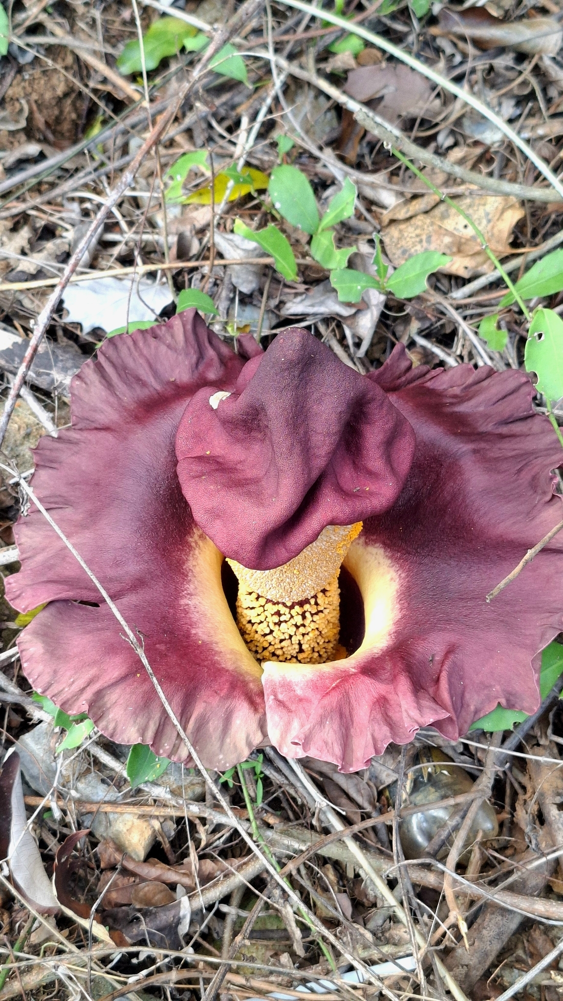 Amorphophallus paeoniifolius (Amorphophallus paeoniifolius)