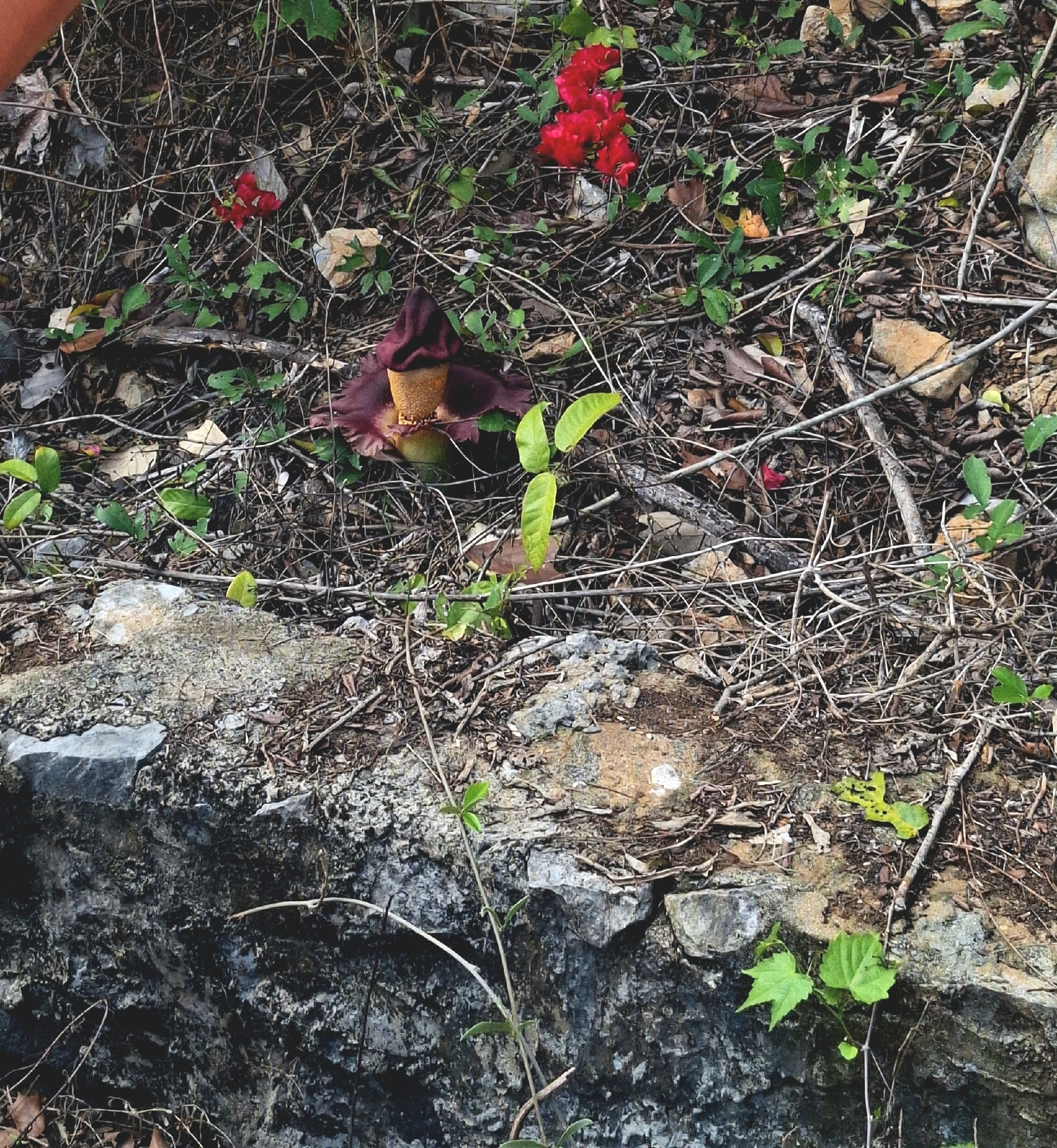 Amorphophallus paeoniifolius — ảnh 2