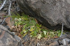 Ochotona hyperborea