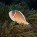 Pink Skunk Anemonefish - Photo (c) terence zahner, some rights reserved (CC BY-NC), uploaded by terence zahner