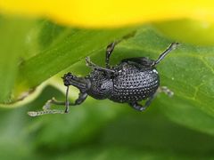 Otiorhynchus gemmatus