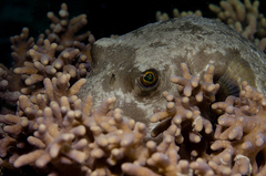 Arothron immaculatus