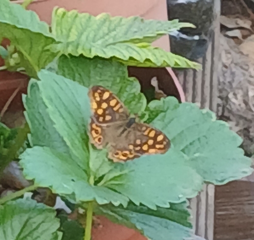 Speckled Wood