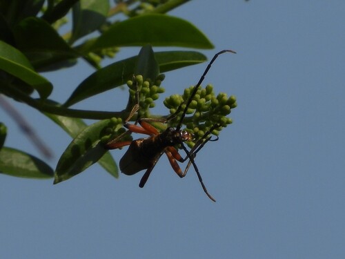 variable longhorn beetle