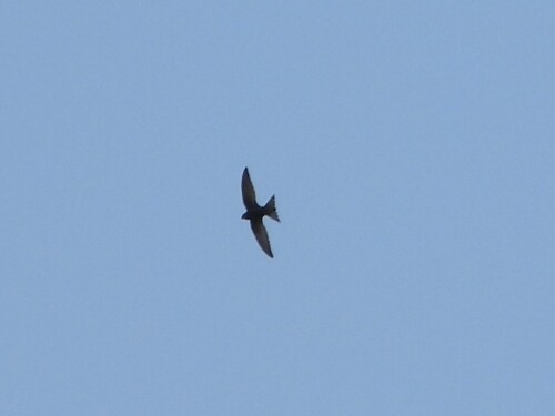 Common Swift